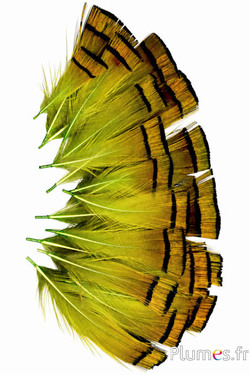 Goldfasan - 4-6 cm - goldorange-limette